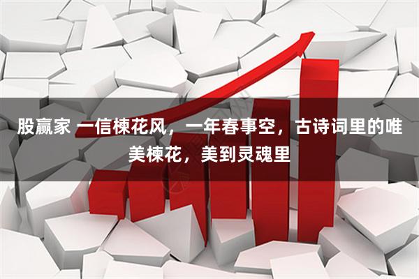 股赢家 一信楝花风，一年春事空，古诗词里的唯美楝花，美到灵魂里